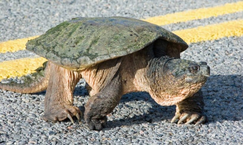 Pondaison de tortues au parc national d’Oka : appel à la vigilance auprès des automobilistes