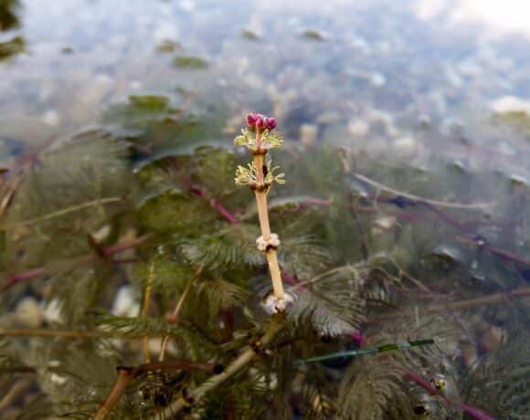 Plantes exotiques envahissantes
