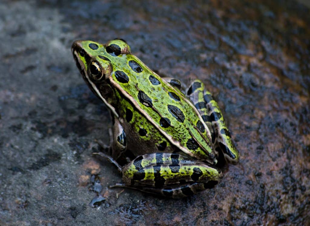 amphibian-animal-close-up-719414